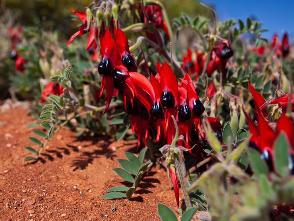 Ky’s favourite flower is the Sturt Desert Pea, native to South Australia. Picture: Department for Environment and Water (DEW)