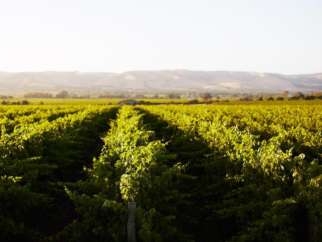 Shingleback winery, Mclaren Vale. Pic: supplied.