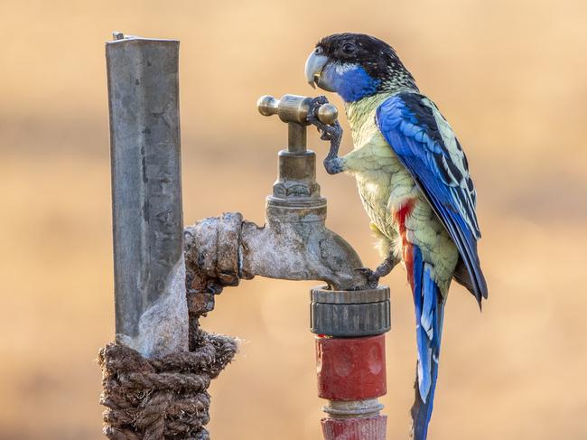 EMBARGO FOR TWAM, 18 JANUARY 2025. ONE TIME USE ONLY. FEE MAY APPLY. Photo of a Northern Rosella on a tap, Kununurra, WA. Photo: Charlotte Scavarda