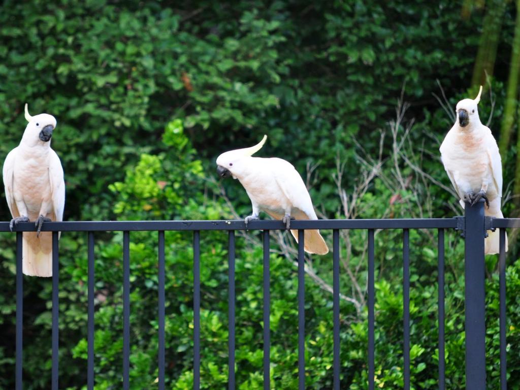 The cockatoos had high levels of an insecticide in their system. Picture: Adrian Bohl.