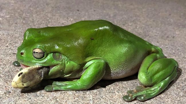 A green frog eating a coastal taipan at Stuart. Photo: Jamie Chapel