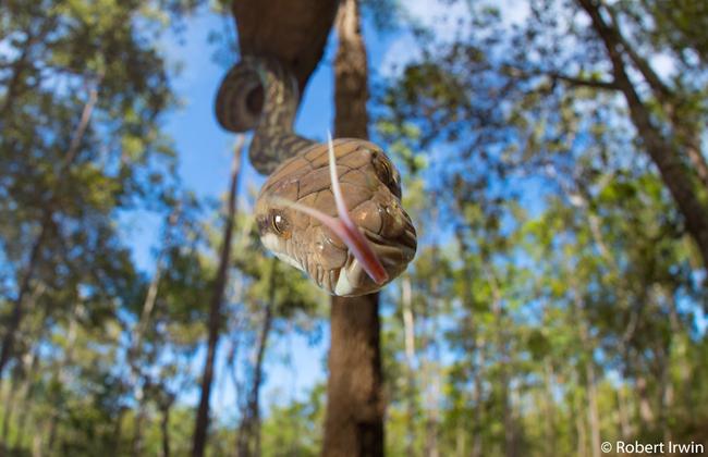 Junior runner-up: Australian scrub python, Steve Irwin Wildlife Reserve, Cape York Peninsula, Queensland. J Picture: Robert Irwin/2020 Australian Geographic Nature Photographer of the Year Awards