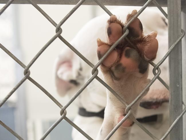 Dog paw closeup from inside a dog shelter kennel. Cage is chain link. The pink paw has cute black spots. puppy farm generic istock