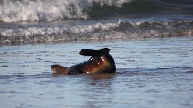 Felicity Doyle captured these images of a long nose fur seal who came ashore at Brooms Head on Sunday for a play