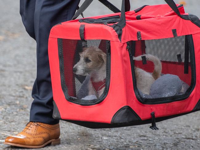 Dilyn the dog has been a popular addition to Downing Street. Picture: Getty Images