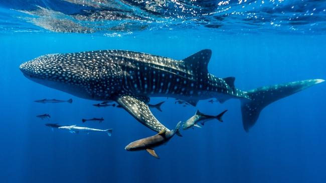 Dapatkan kesempatan untuk berenang bersama hiu paus.  Gambar: Gambar Getty