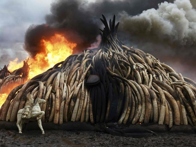 This picture shows one stack of burning elephant tusks, ivory figurines and rhinoceros horns at the Nairobi National Park on April 30, 2016. Kenyan President Uhuru Kenyatta set fire on April 30, 2016, to the world’s biggest ivory bonfire, after demanding a total ban on trade in tusks and horns to end “murderous” trafficking and prevent the extinction of elephants in the wild. Picture: AFP PHOTO / FREDRIK LERNERYD