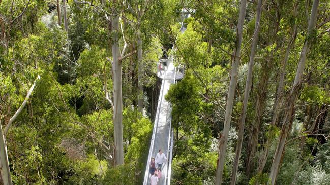 Walk among the treetops at the Otway Fly.