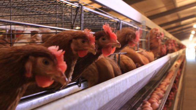 Caged eggs production. Picture: Australian Eggs