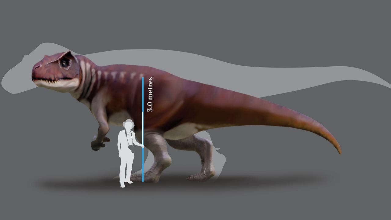 t rex skin fossil