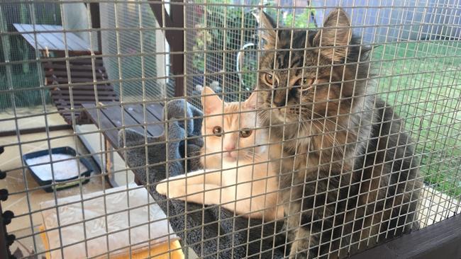 RESPONSIBLE OWNERS: Theo and Maggie of Bracken Ridge have an enclosed area outdoors to keep them safe and prevent them from wandering. Picture: Michelle Smith