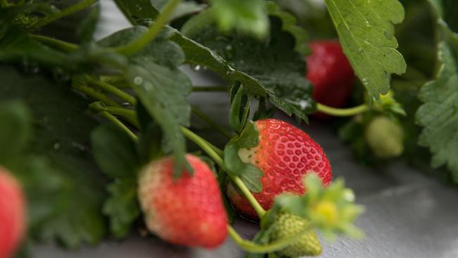 Strawberries at Rolin Farms, Elimbah. Photo: Dominika Lis.