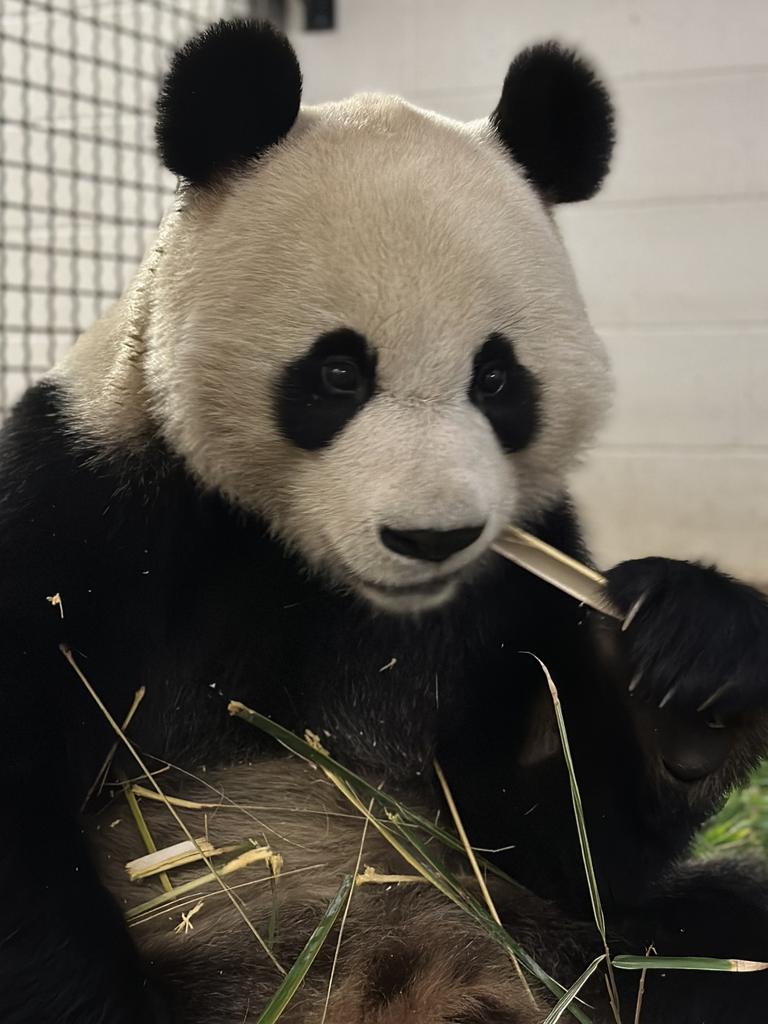 Yi Lan (pronounced ee-luhn) is known for her playful personality. Picture: Zoos SA