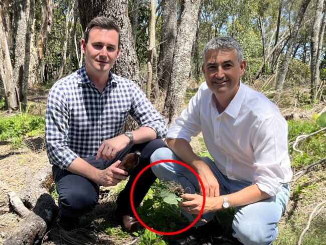 LNP has declared war on tiny menace in Burleigh.