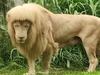 Hang Hang at Guangzhou Zoo in China, sports a unique mane. Zookeepers insist his golden locks were left limp and droopy by the 32C heat and 89% humidity. Hang Hang was snapped trawling around his enclosure with a fellow lion on May 29, and a caretaker said photos of the 'do attracted more visitors.', Picture: Supplied