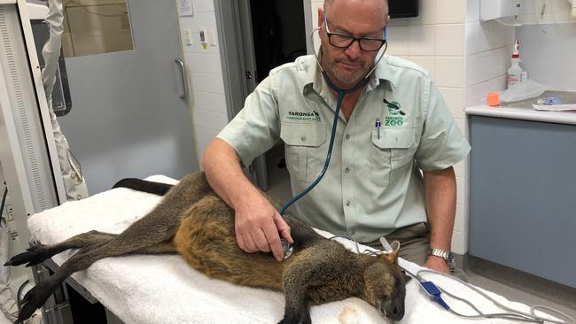 The wallaby recovering at Taronga Zoo’s wildlife hospital. Picture: AAP Image/Supplied by Taronga Zoo