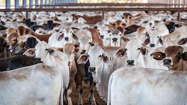 Territory beef cattle in holding pens at Coomalie Export Depot.