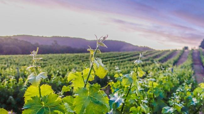 Taltani vineyard, Victoria for Des Houghton QUAFF page Picture Supplied