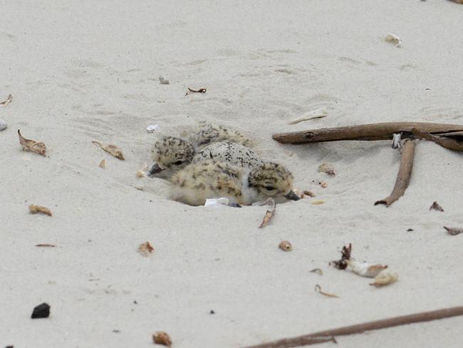 TINY AND FRAGILE: Baby hooded plovers are very hard to see. Picture: Eric J. Woehler, Birdlife Tasmania