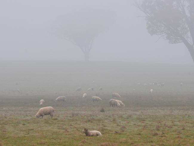 CROPS: Cropping and beef farmer Jason PalmerCropping and beef farmer Jason PalmerPICTURED: Winter fog in a sheep paddock near Toolleen.  PICTURE: ZOE PHILLIPS