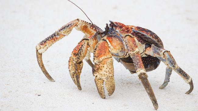 Christmas Island: The tropical oasis you didn’t know about | news.com ...