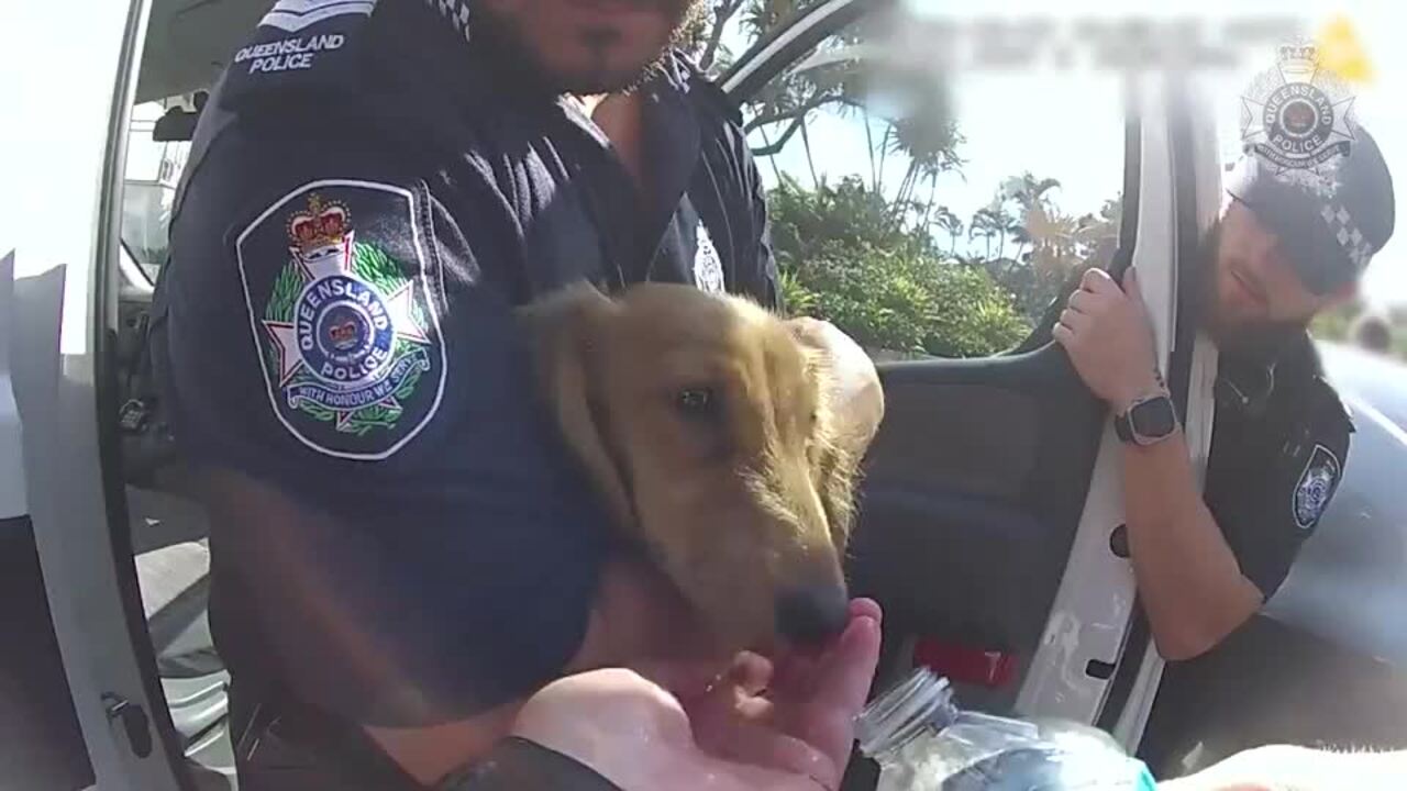 Police Rescue Sausage Dog From Hot Car in Queensland