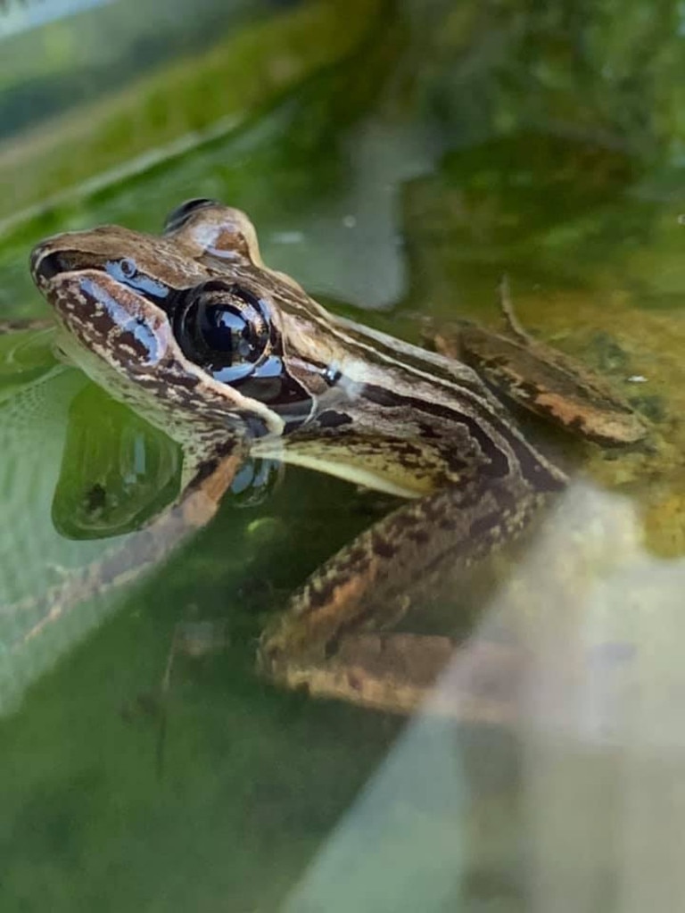 Thanks to Simone Shelton for this frog shot. Coffs cover image.