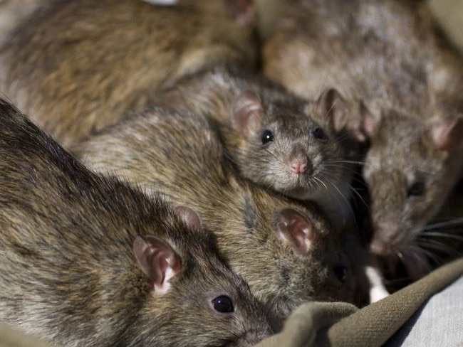 The disease is spread through the urine of infected animals, including rats.