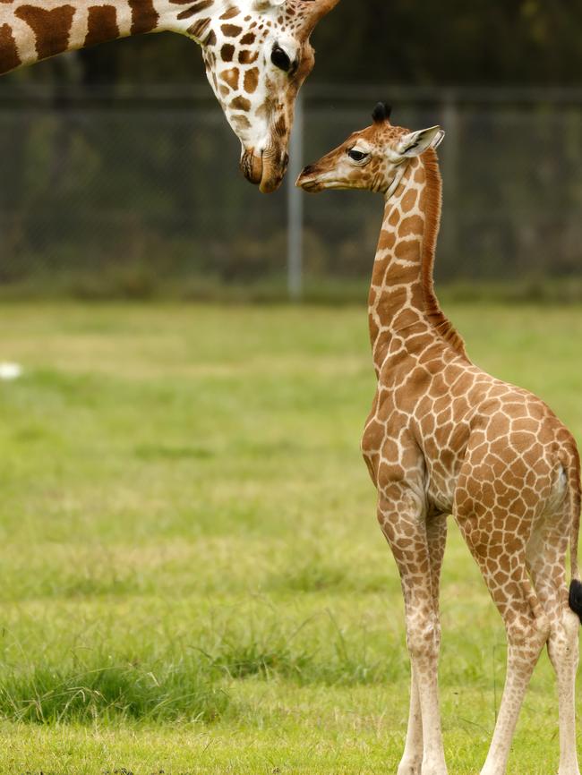 One of the new giraffe calves with her mum. Mum and bub are happy together and healthy, Picture: Jonathan Ng