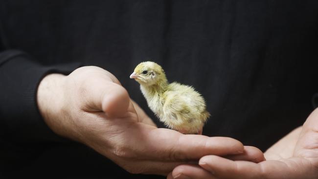 Baby quail newly hatched. Rannoch Quail at Tea Tree that farms Japanese quail. Picture: Nikki Davis-Jones