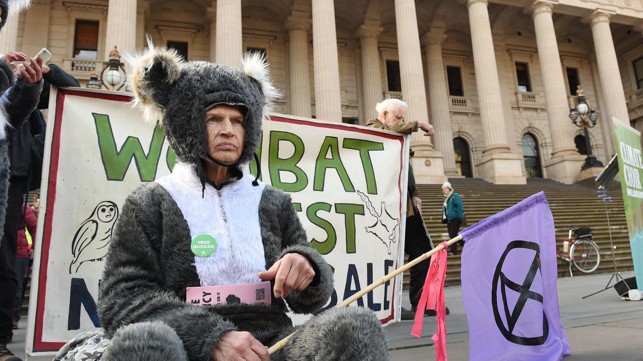 Koalas and owls are among the animals environmentalists say are at risk in native forests. Picture: NCA NewsWire / Josie Hayden