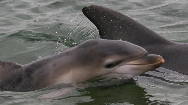 Dolphin Ripple with her now deceased calf, Holly. Picture: Marianna Boorman.