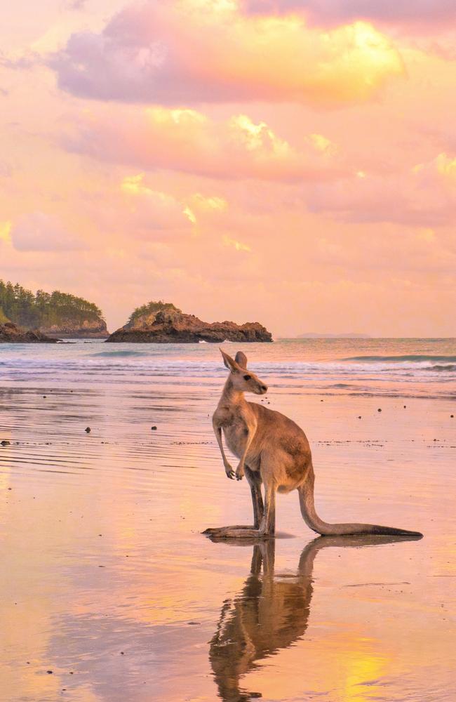 Cape Hillsborough at sunrise. The kangaroos and wallabies that come down to the beach here each morning are world famous and absolutely adorable! Picture: Mark Fitz