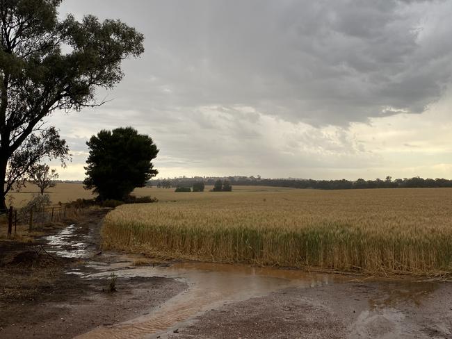 Storms have produced up to 40mm of rain across southern NSW have have put harvest back.