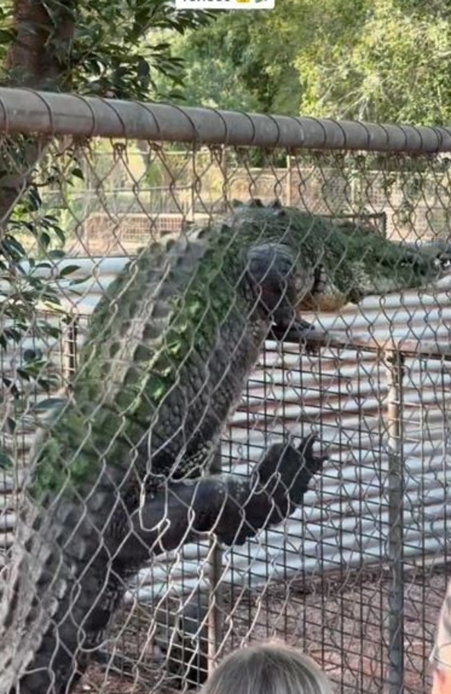 The crocodile appeared to be climbing the fence with ease. Picture: Storyful