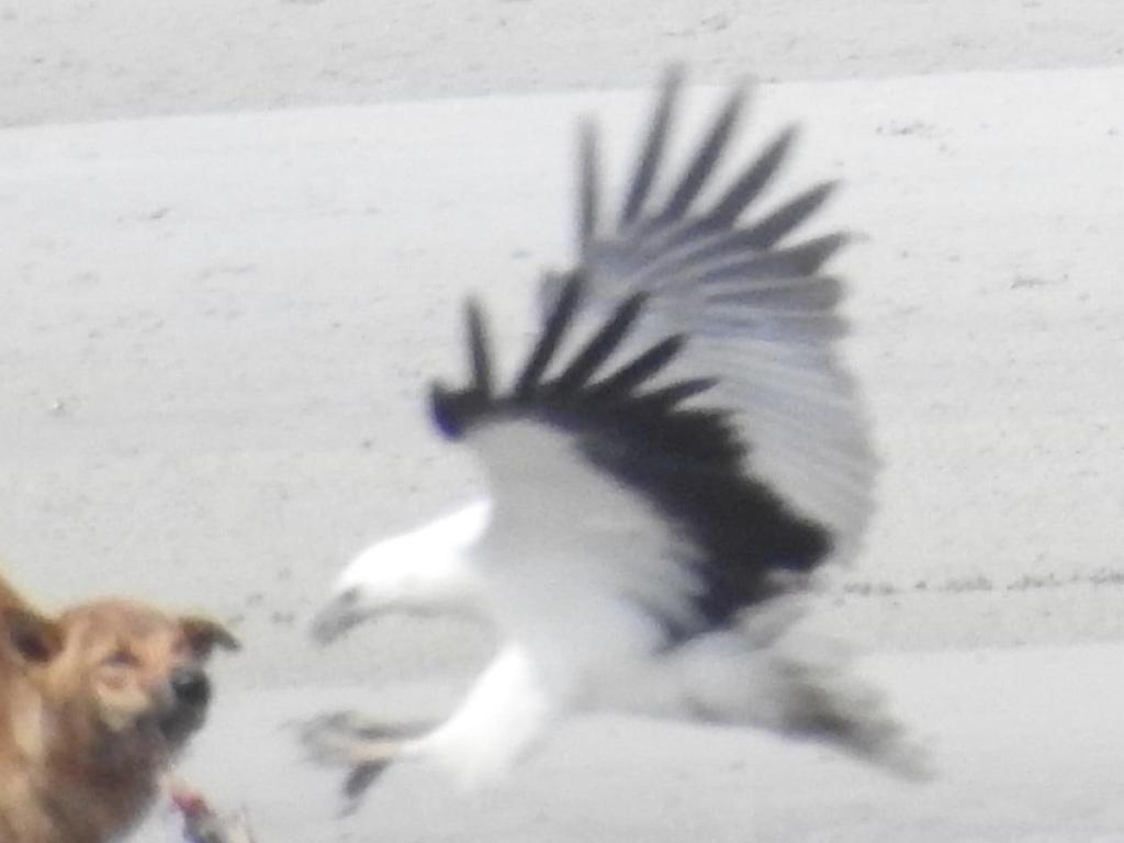 The sea eagle wants a bit of the meal the dingo has stolen from the crab pot.