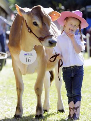 Maleny Show: Young bucks are old hands at this game | The Weekly Times