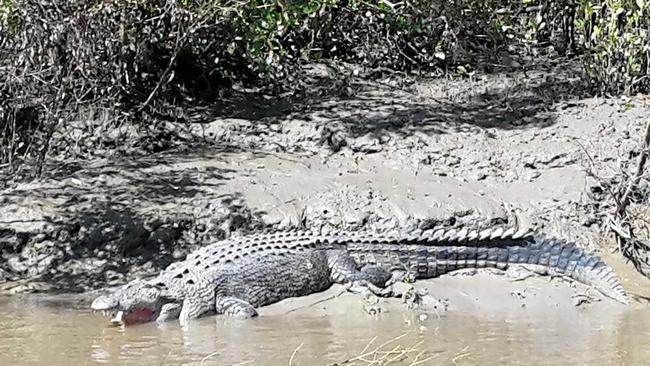 A big croc on the Proserpine River captured by Whitsunday Crocodile Safari guide Mark Norman.