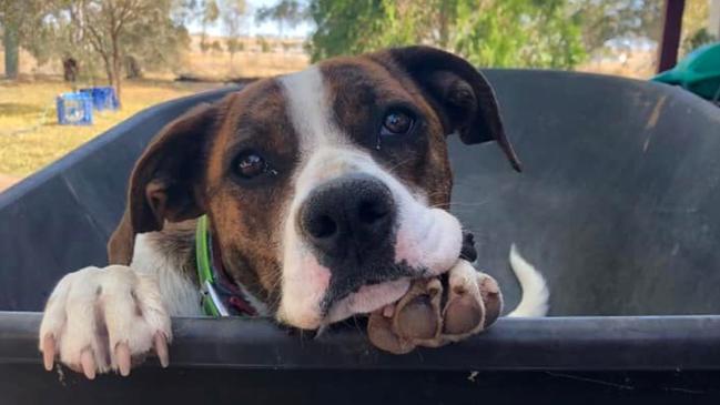 Lilly the Boxer places 6th in Roma's cutest dog for 2023 competition. Picture: Supplied.