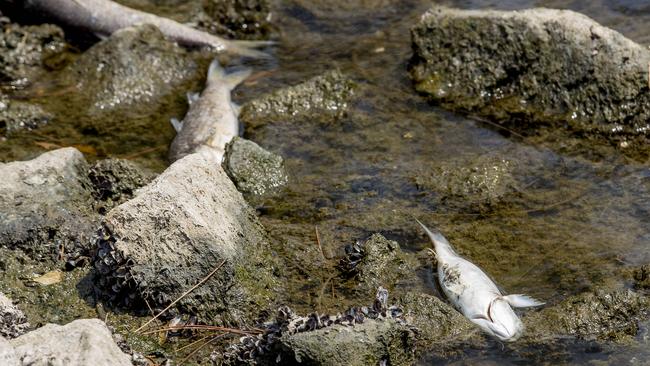 Resident believe the decision to dam up the weir has contributed to the recent deaths. Picture: Jerad Williams