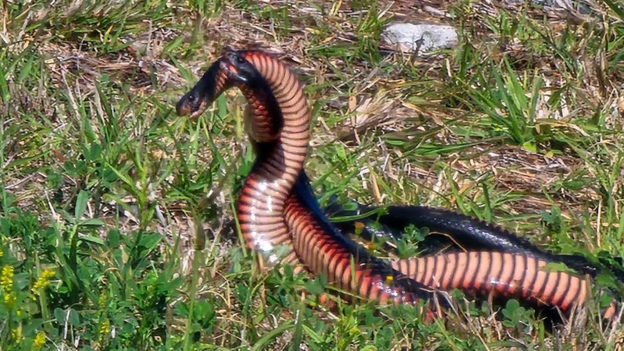 Karin Hocking was mesmerised at the sight of two red-bellied black snakes battling it out for a mate. Picture: Karin Hocking