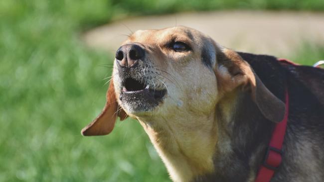 A Bribie Island resident has threatened to poison their neighbour’s dog unless it stopped barking. Picture: Generic