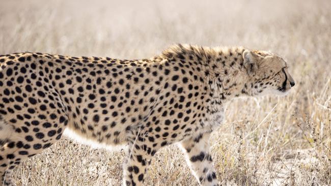 A cheetah seen on tour from Monarto Safari Resort. Picture: Brett Hartwig.
