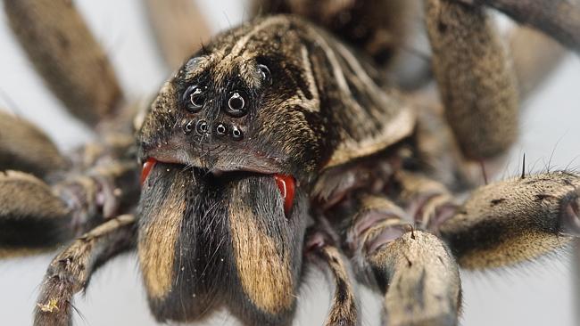 Fact or Fiction? People Swallow 8 Spiders a Year While They Sleep