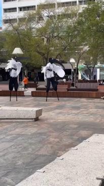 Ibis performance art baffles Perth residents