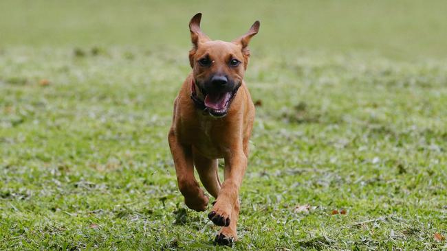 Do you have Australia’s best dog? Enter the Dogs of Oz competition below to win! Picture: Brendan Radke