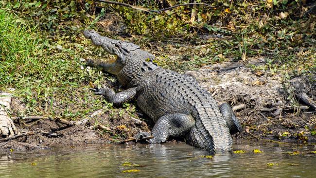 Daly River floods: Crocodiles threatening dogs, locals as waters rise ...