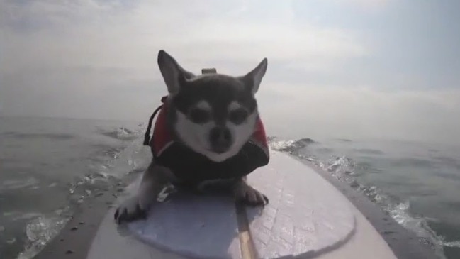 2nd annual ‘Hang 8 Dog Surfing Extravaganza’