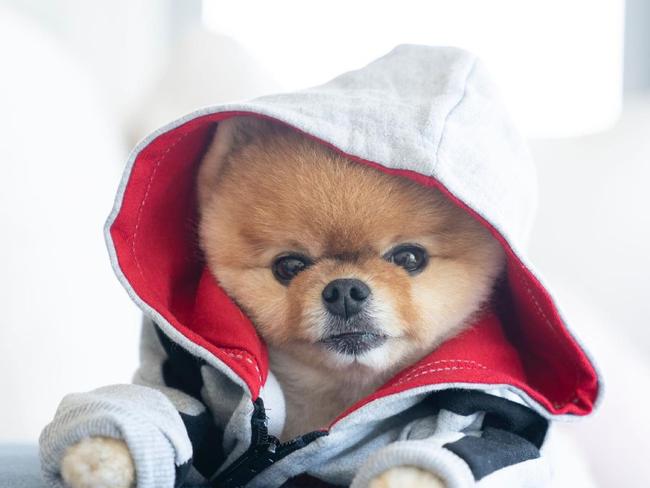 TikTok's most popular dog @jiffpom. Picture: Instagram/jiffpom