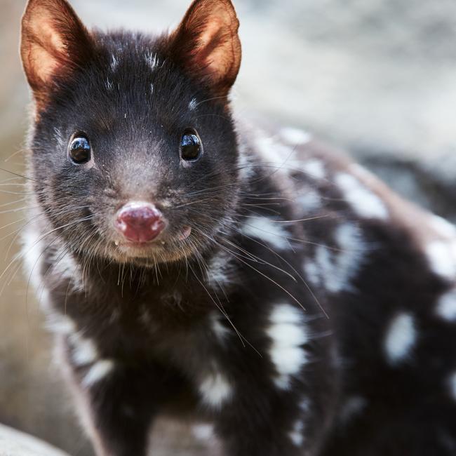 Buster, one of the residents at Quoll Farm and star of a new documentary Quoll Farm set in Tasmania’s North East, about the secret life of quolls. Picture: ABC